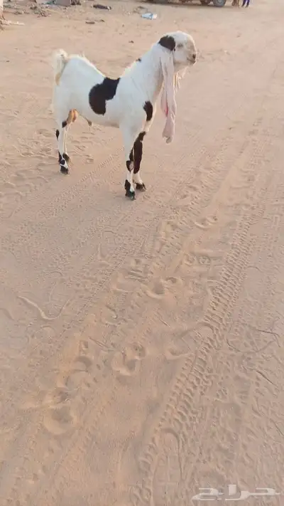 تيس هولندي ثني مشروط القريع 2