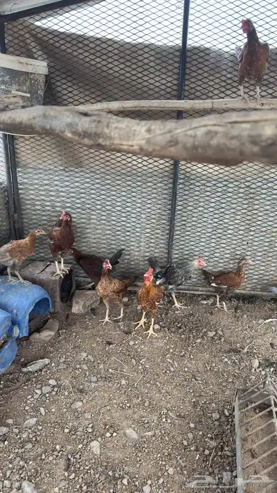 دجاج بلدي للبيع 6