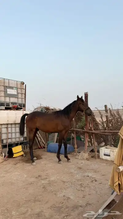 خيل 5
