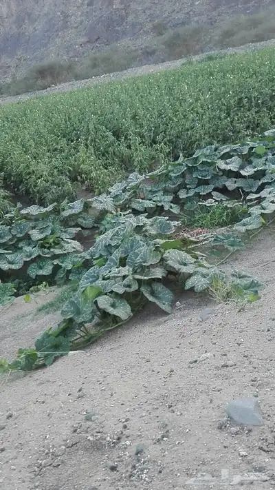 هدى الشام 9