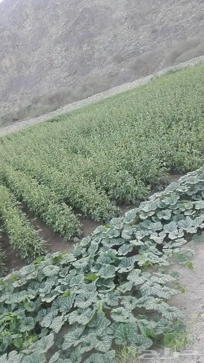 هدى الشام 1