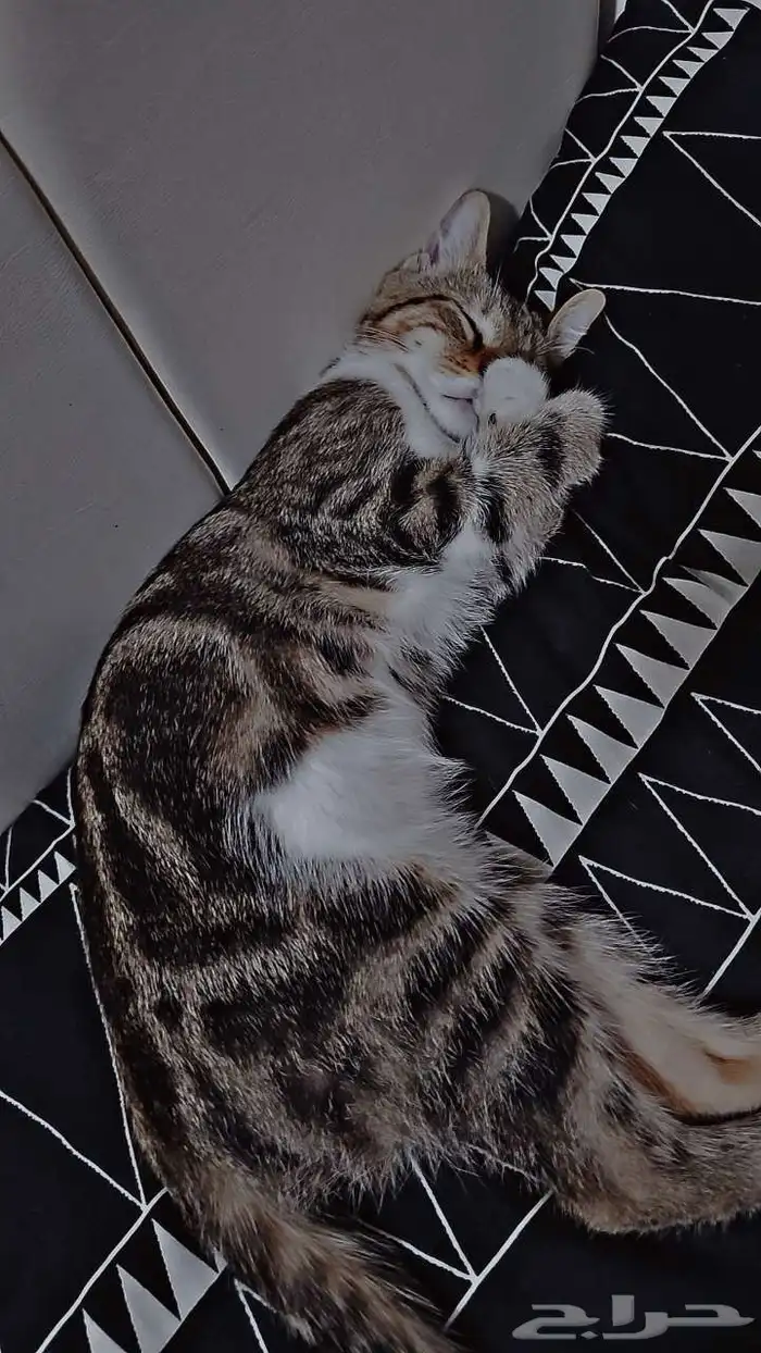 للبيع قط عتابي 1