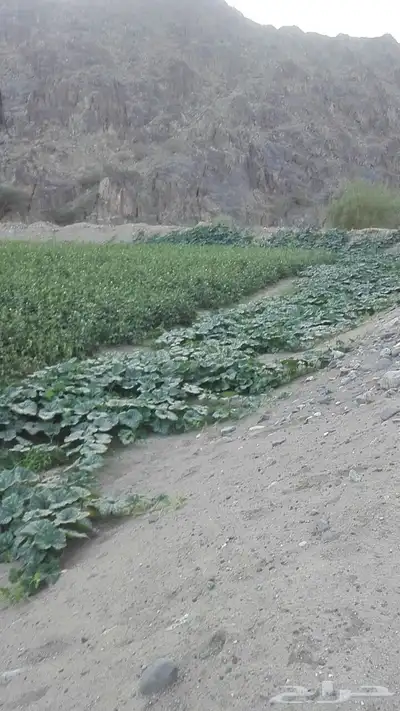 هدى الشام 0