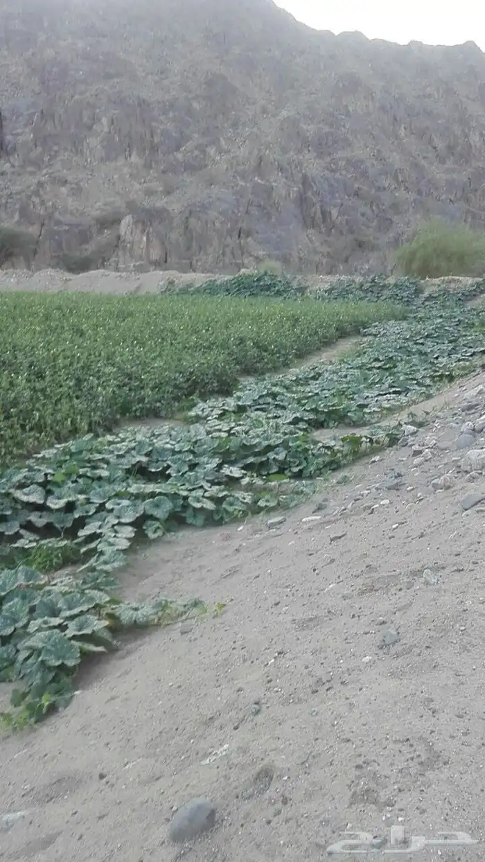 هدى الشام 0