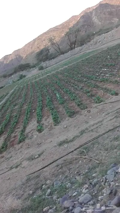 هدى الشام 8