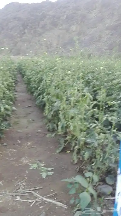 هدى الشام 2