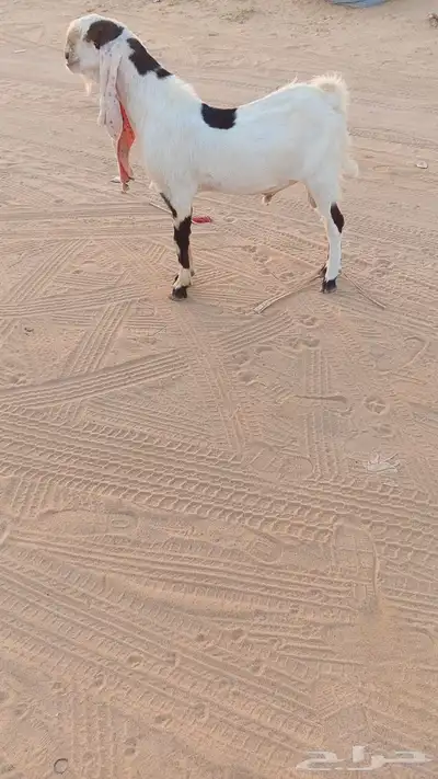 تيس هولندي ثني مشروط القريع 1