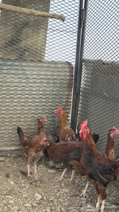 دجاج بلدي للبيع 3