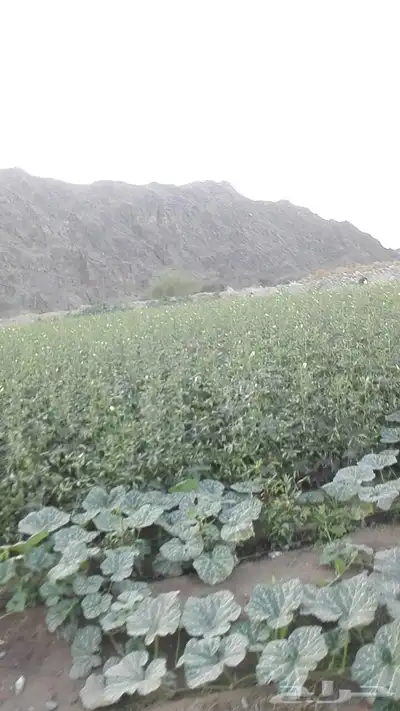 هدى الشام 6