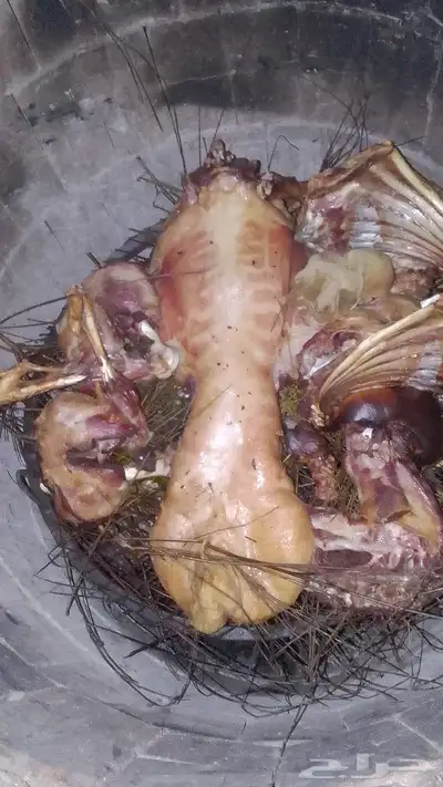 ذبايح مكه   طليان حري وسواكني وتيوس مع الذبح والتوصيل 6