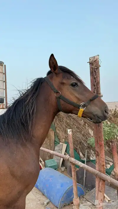 خيل 1