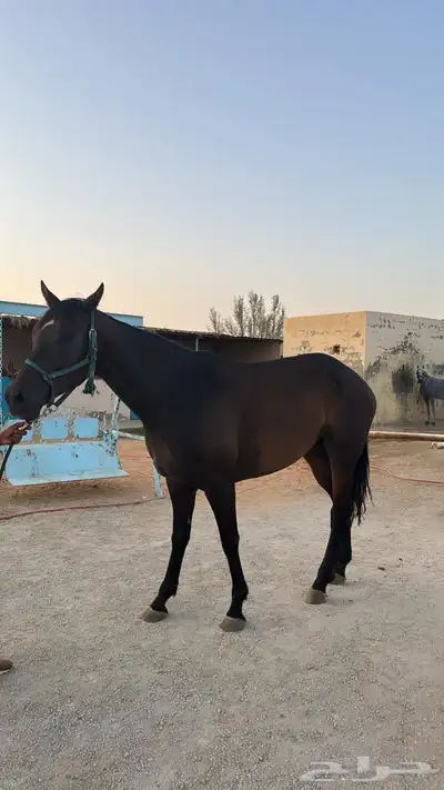 فرس انجليزية لقاح 3