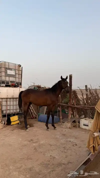 خيل 6