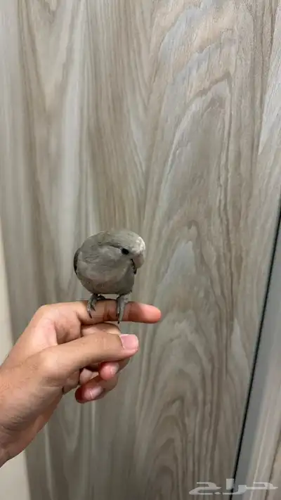 للبيع روز اليف 2
