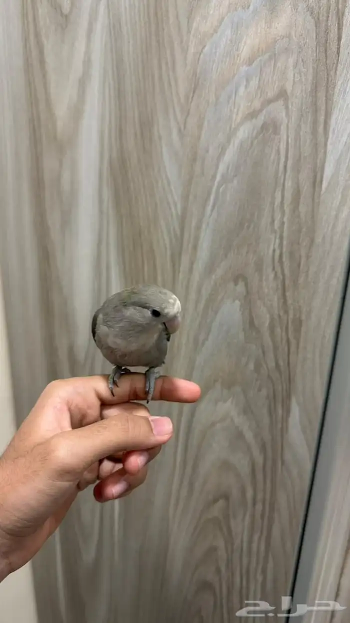للبيع روز اليف 2