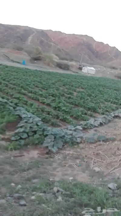 هدى الشام 3