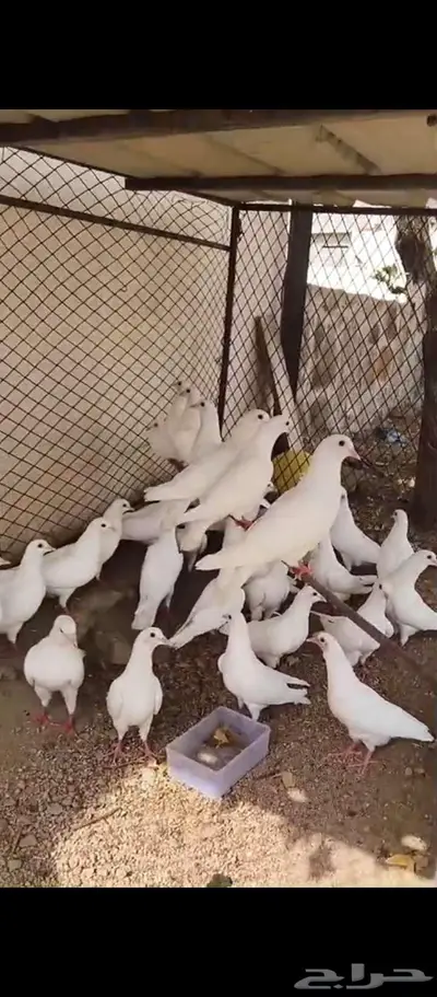 حمام فرنسي حجم جاميو 0