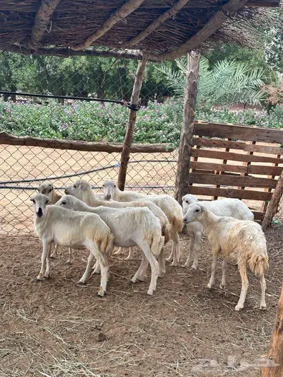 للبيع 7رخيل بلدي تربيه 1