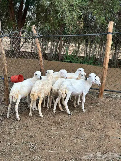 للبيع 7رخيل بلدي تربيه 0