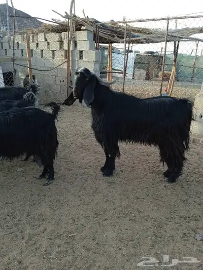 تيس حار 9