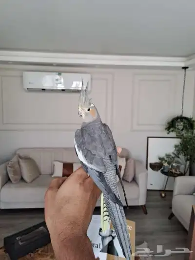 أثنى كروان لاتفوتكم 0