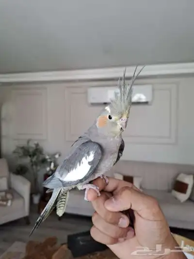 أثنى كروان لاتفوتكم 3