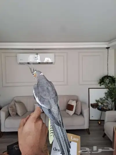 أثنى كروان لاتفوتكم 2