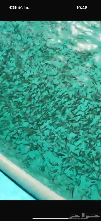 حائل 1