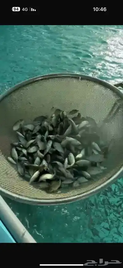 سمك بلطي زريعة تايلندي 1