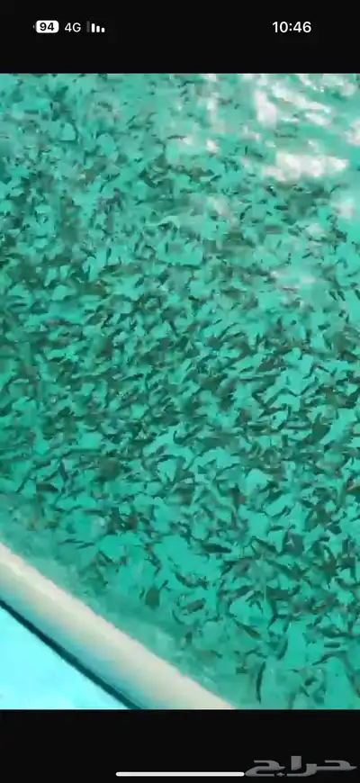 سمك بلطي زريعة تايلندي 0