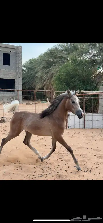 مهرة شعبية 0