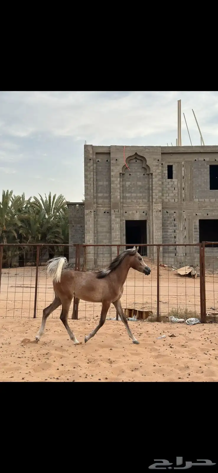 مهرة شعبية index