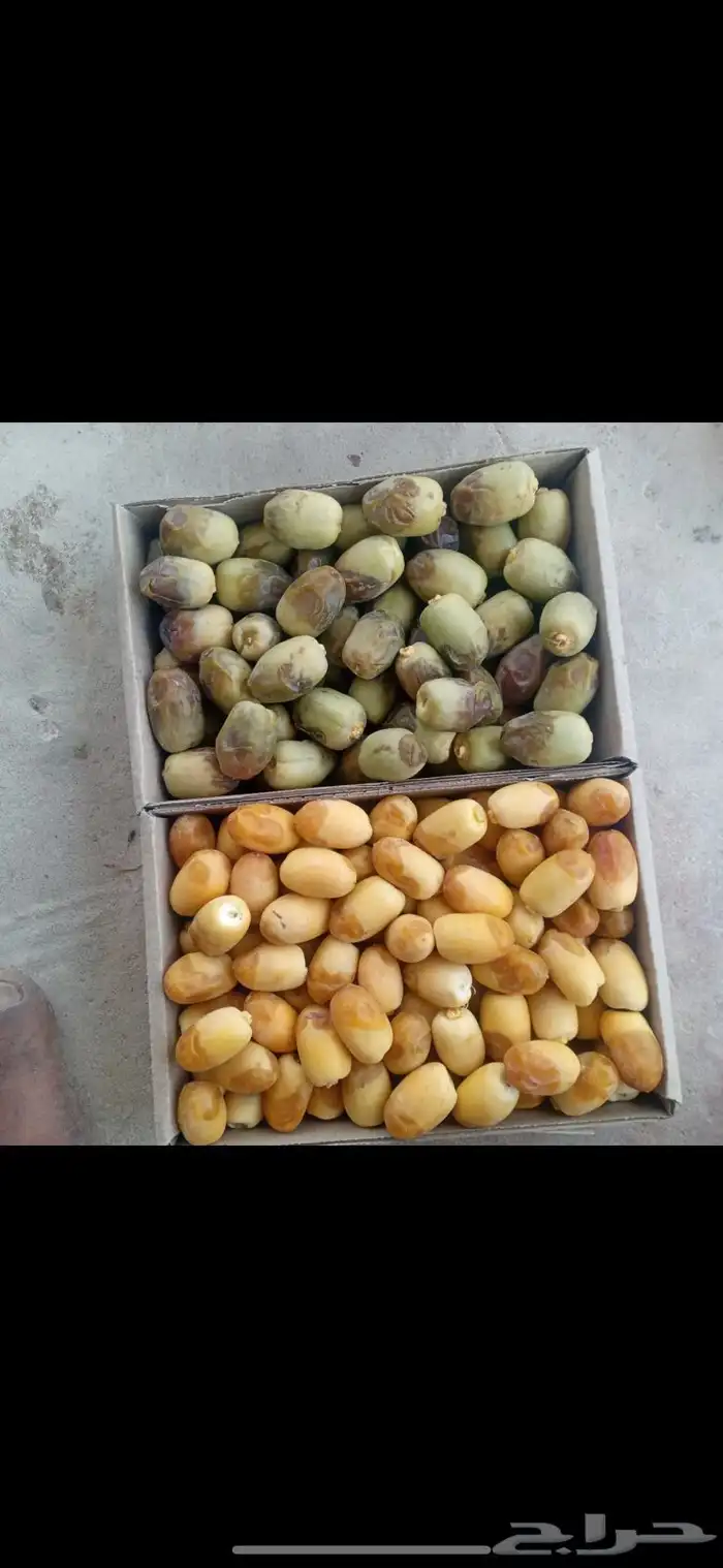 رطب من مزرعتنا بالاحساء الى الدمام فرش 1