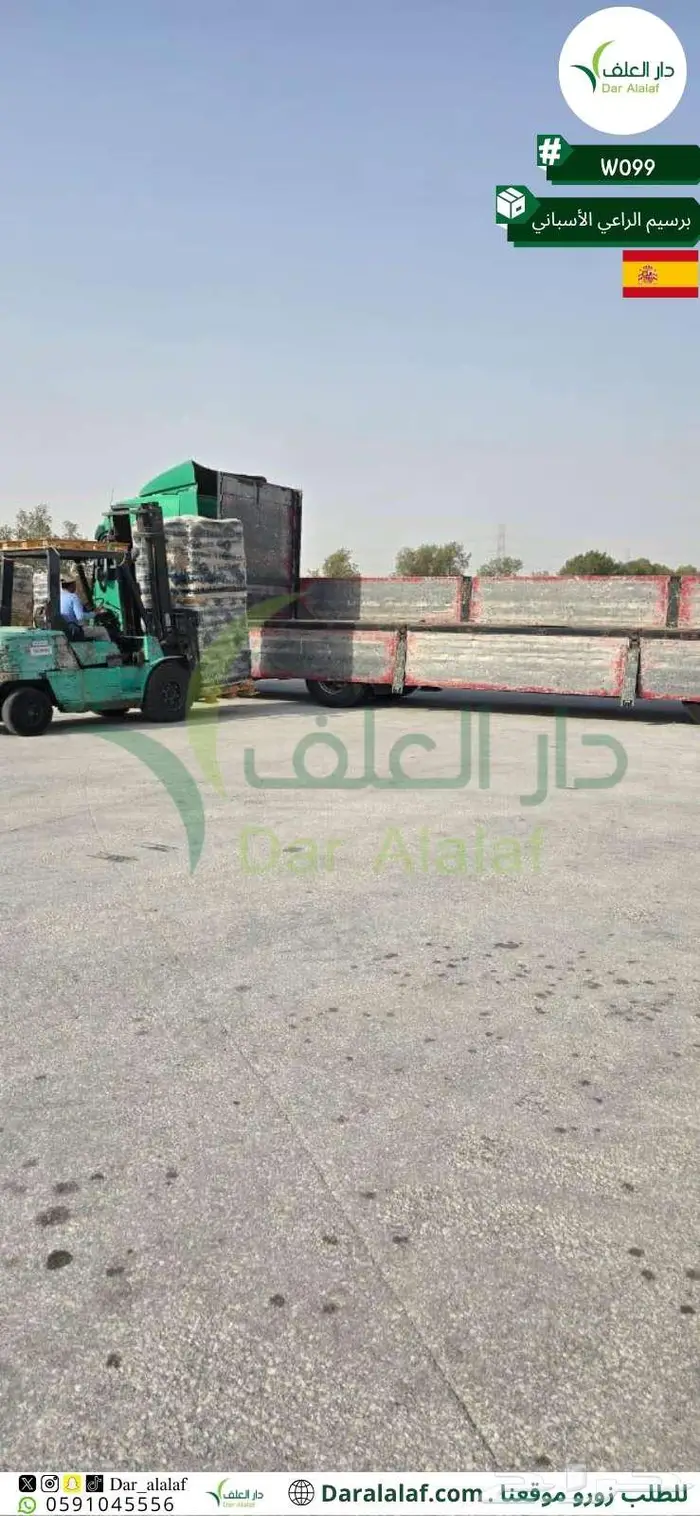 برسيم الراعي الاسباني  1 3