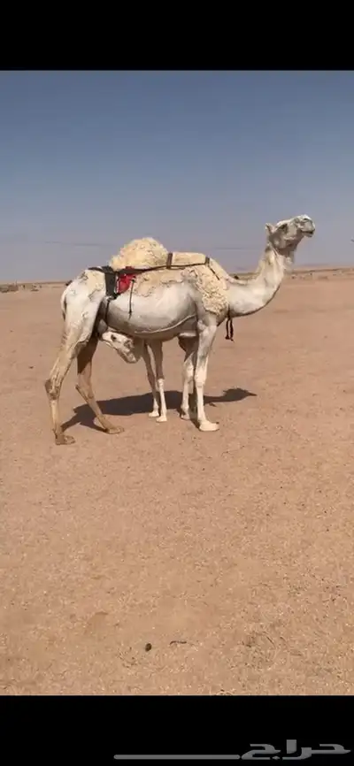 لبيع خلفه وضحى معها قعود هديه وحليبها وافر 5