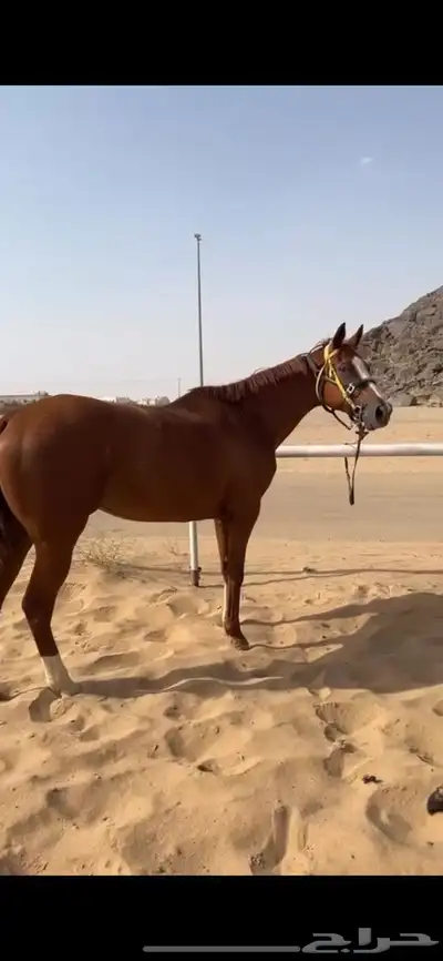 فرس 0