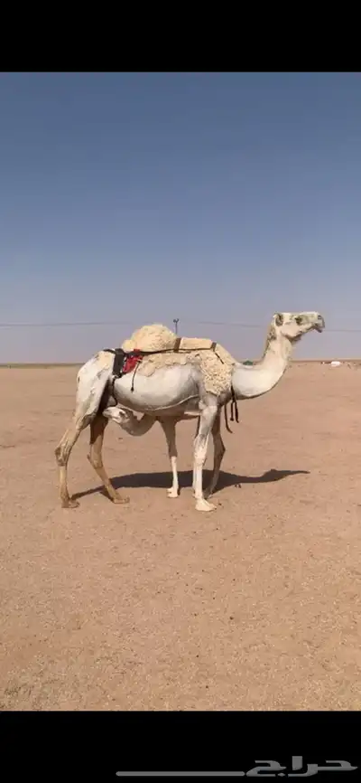 لبيع خلفه وضحى معها قعود هديه وحليبها وافر 2