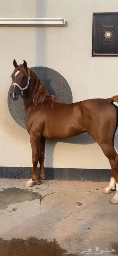 حصان شعبي 8