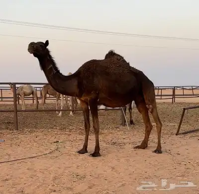 لقحه ملحاء طيبه 4