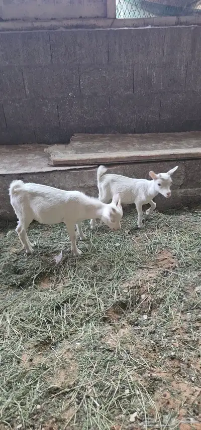 للبيع تيوس قزمي طيبات شرط 2