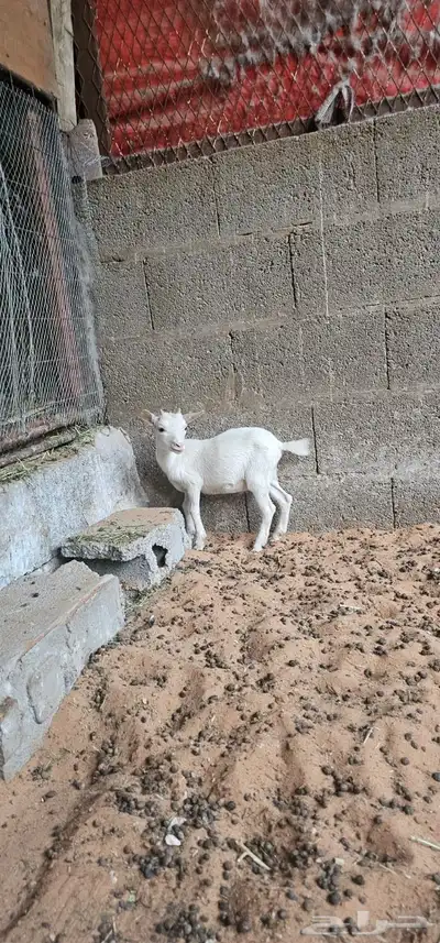 للبيع تيوس قزمي طيبات شرط 0