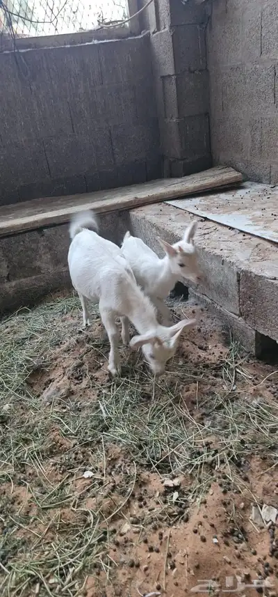 للبيع تيوس قزمي طيبات شرط 3