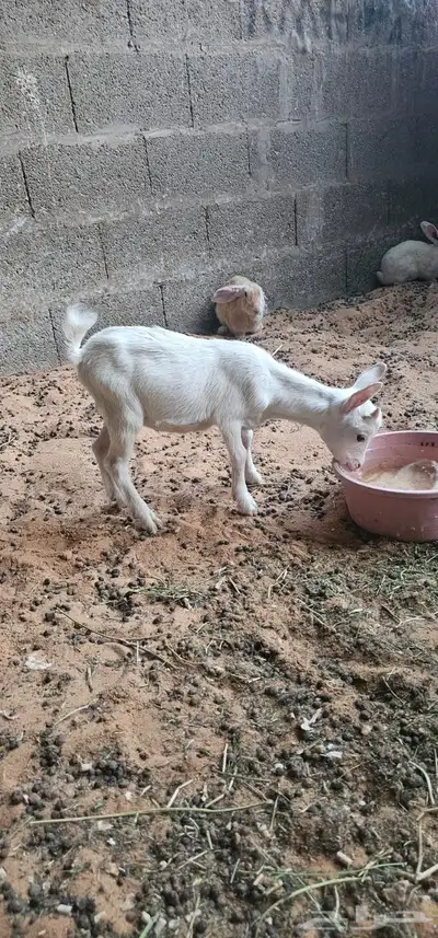 للبيع تيوس قزمي طيبات شرط 1