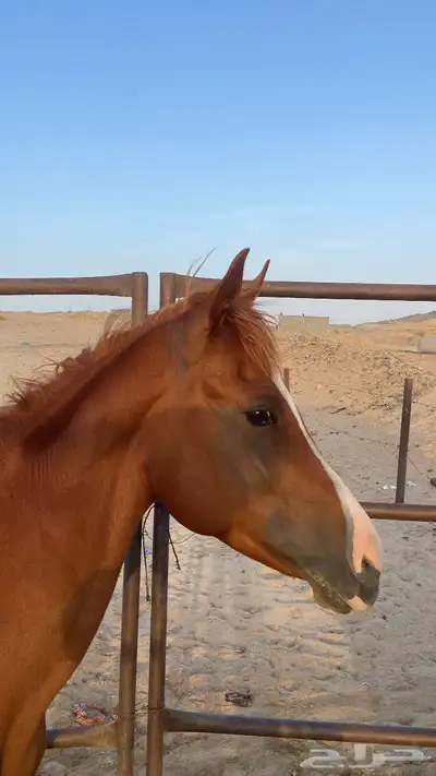 حصان 2