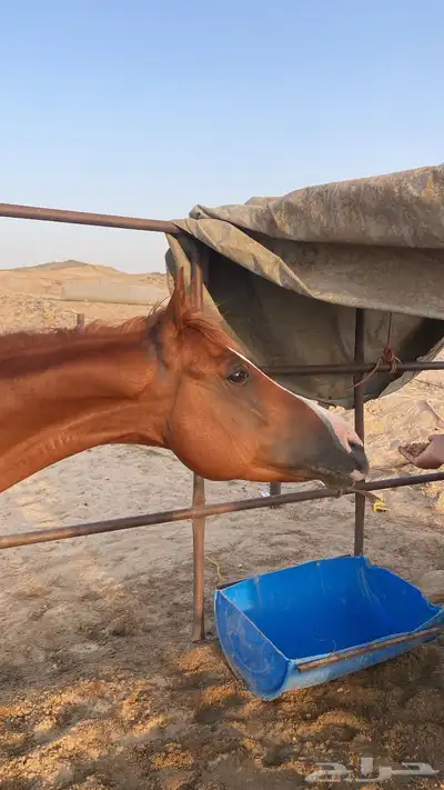 حصان 3