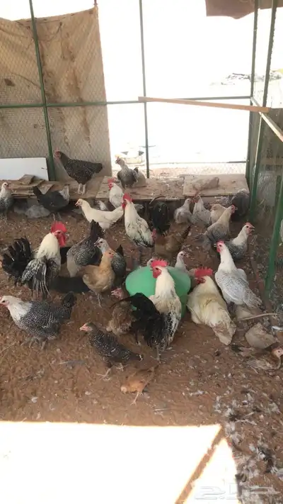 حمام ودجاج للبيع 1