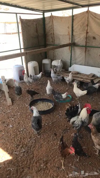 حمام ودجاج للبيع 0