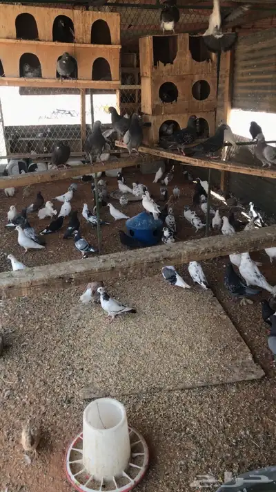 حمام ودجاج للبيع 4