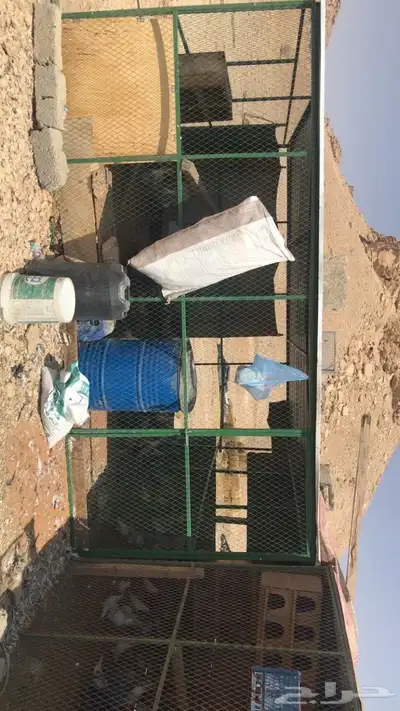 حمام ودجاج للبيع 6