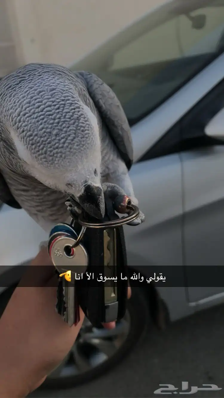 انثى كاسكو اليفه index
